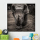 rhinoceros 