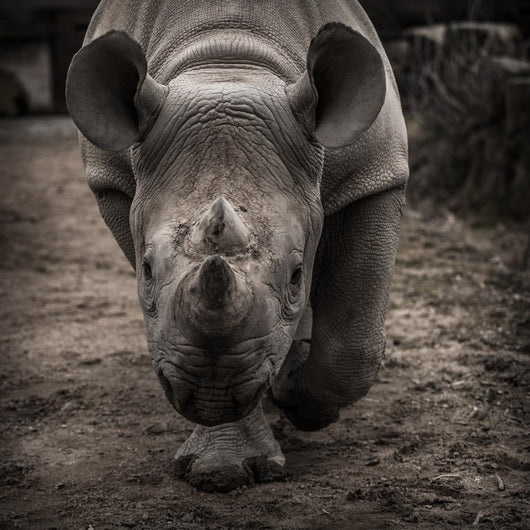 rhinoceros 