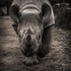 rhinoceros 