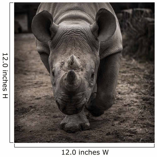 rhinoceros 