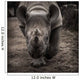 rhinoceros 