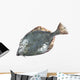 Flounder Wall Decal