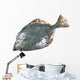 Flounder Wall Decal