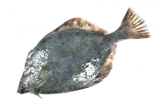 Flounder Wall Decal