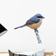 Grey-backed Shrike Bird 