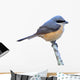Grey-backed Shrike Bird 