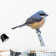 Grey-backed Shrike Bird 