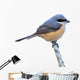 Grey-backed Shrike Bird 