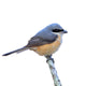 Grey-backed Shrike Bird 