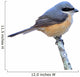 Grey-backed Shrike Bird 