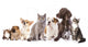 Cats and Dogs in White Background Wall Mural