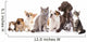 Cats and Dogs in White Background Wall Mural
