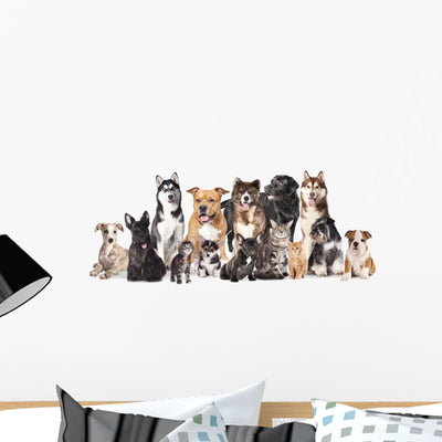 Group Dogs and Cats shown on a wall