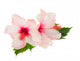 Two Pink Hibiscus Flowers Wall Decal