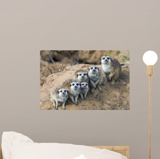 Sitting meerkats 