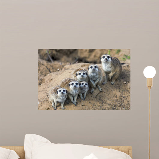 Sitting meerkats 