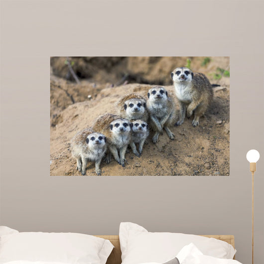 Sitting meerkats 