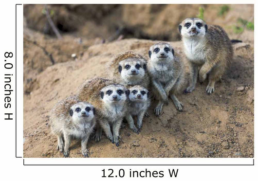 Sitting meerkats 