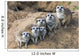 Sitting meerkats 
