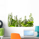 Border of fresh herbs 