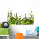 Border of fresh herbs 