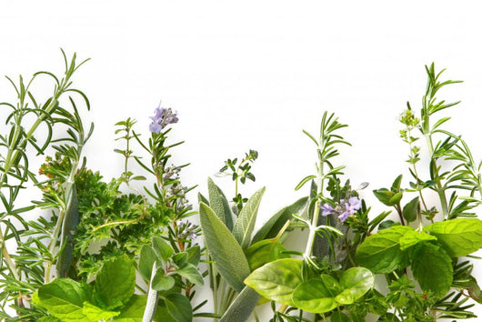 Border of fresh herbs 
