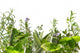 Border of fresh herbs 