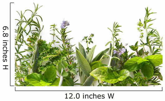 Border of fresh herbs 