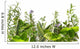 Border of fresh herbs 
