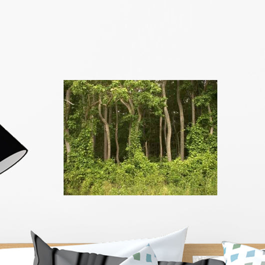 Forest Wall Decal Design 2