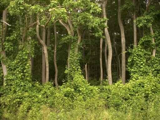 Forest Wall Decal Design 2