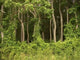 Forest Wall Decal Design 2
