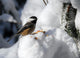 Black-Capped Chickadee Wall Mural