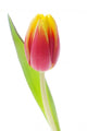 Tulip Wall Decal