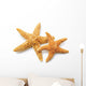 Sea Star 