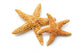 Sea Star 