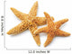 Sea Star 