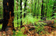 Beautiful Green Forest Wall Decal