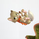 dog Wall Decal