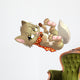 dog Wall Decal