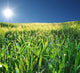 Wet Grass Wall Decal