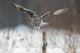 Great Grey Owl (Strix nebulosa) hunting in the falling snow 