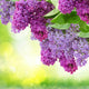 Lilac Flowers Tree Wall Mural
