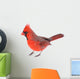 Cardinal Isolated 