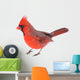 Cardinal Isolated 