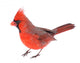 Cardinal Isolated 