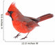 Cardinal Isolated 