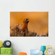 Red Grouse 