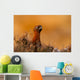 Red Grouse 