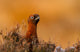 Red Grouse 